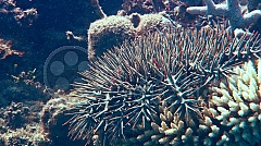 Perla oceánů 3D (Blu-Ray)