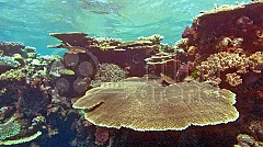 Perla oceánů 3D (Blu-Ray)