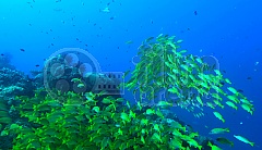 Perla oceánů 3D (Blu-Ray)