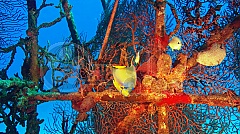 Perla oceánů 3D (Blu-Ray)