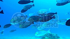 Perla oceánů 3D (Blu-Ray)