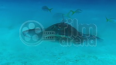 Perla oceánů 3D (Blu-Ray)