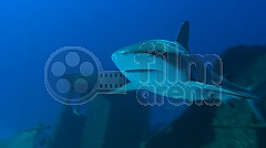 Perla oceánů 3D (Blu-Ray)