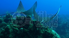 Perla oceánů 3D (Blu-Ray)