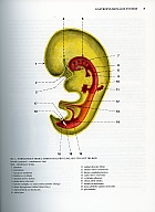 Anatomie 2 - Druh�, upraven� a dopln�n� vyd�n�