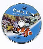 Coral Fish 3D