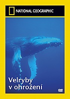NATIONAL GEOGRAPHIC: Velryby v ohroen